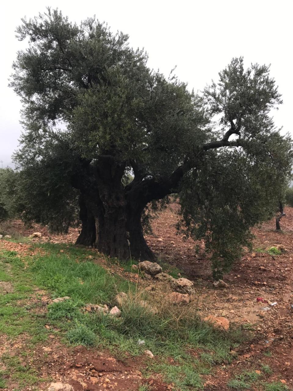 Ajloun Hotel Extérieur photo