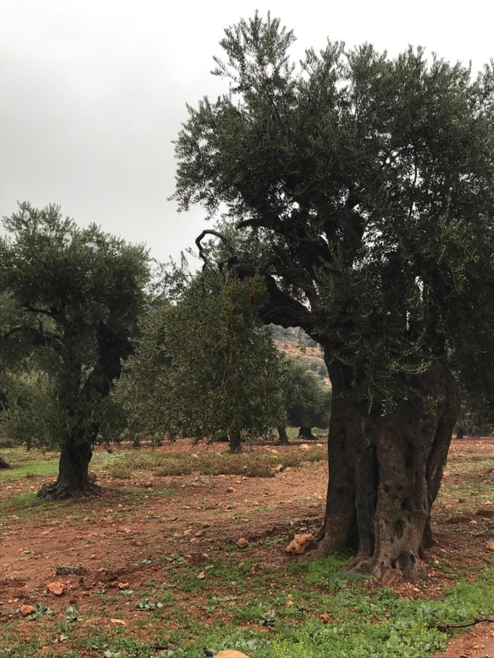 Ajloun Hotel Extérieur photo
